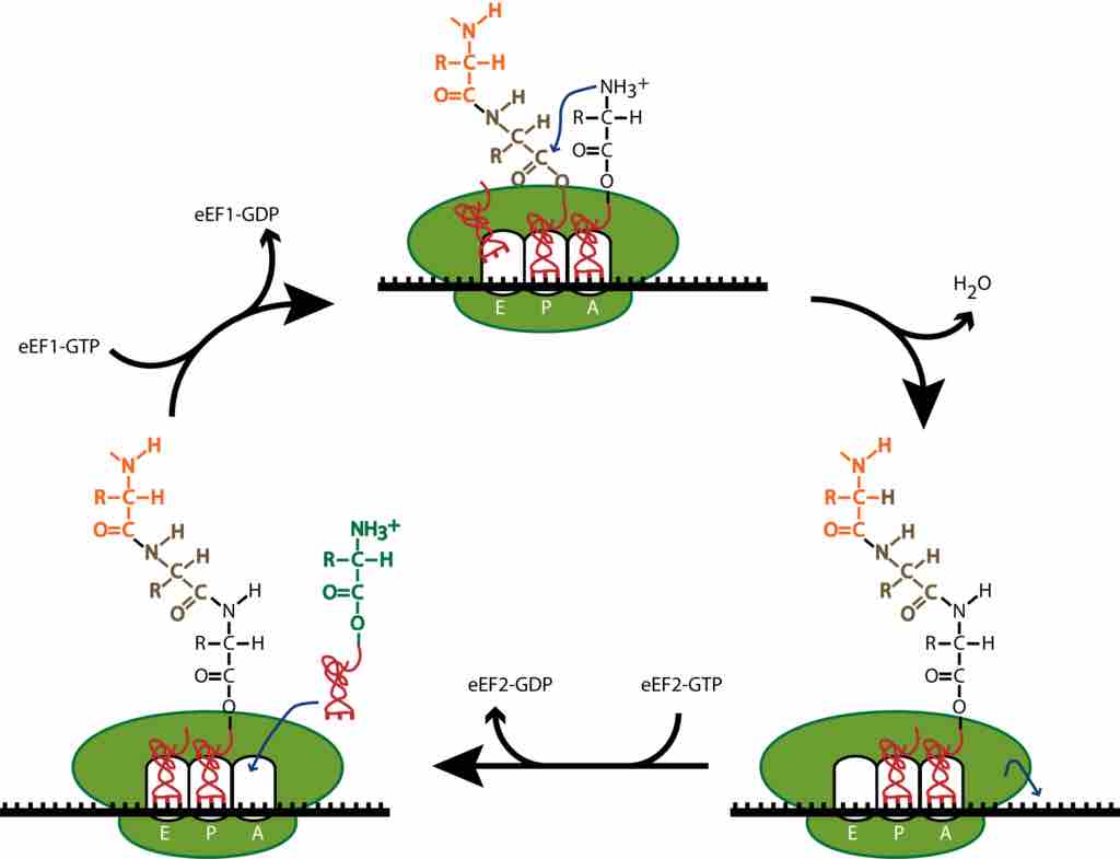 Translation elongation in eukaryotes.